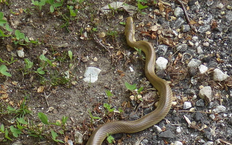 Zamenis longissimum - Colubridae